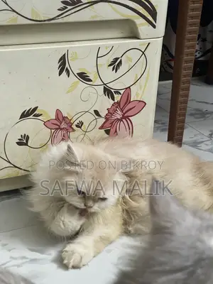 1-3 Months Female Purebred Persian