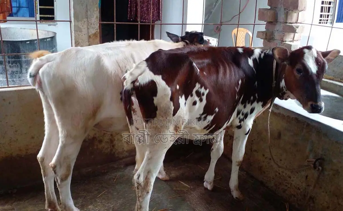 2 heifers for sale, No. 1554.