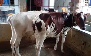 2 heifers for sale, No. 1554.