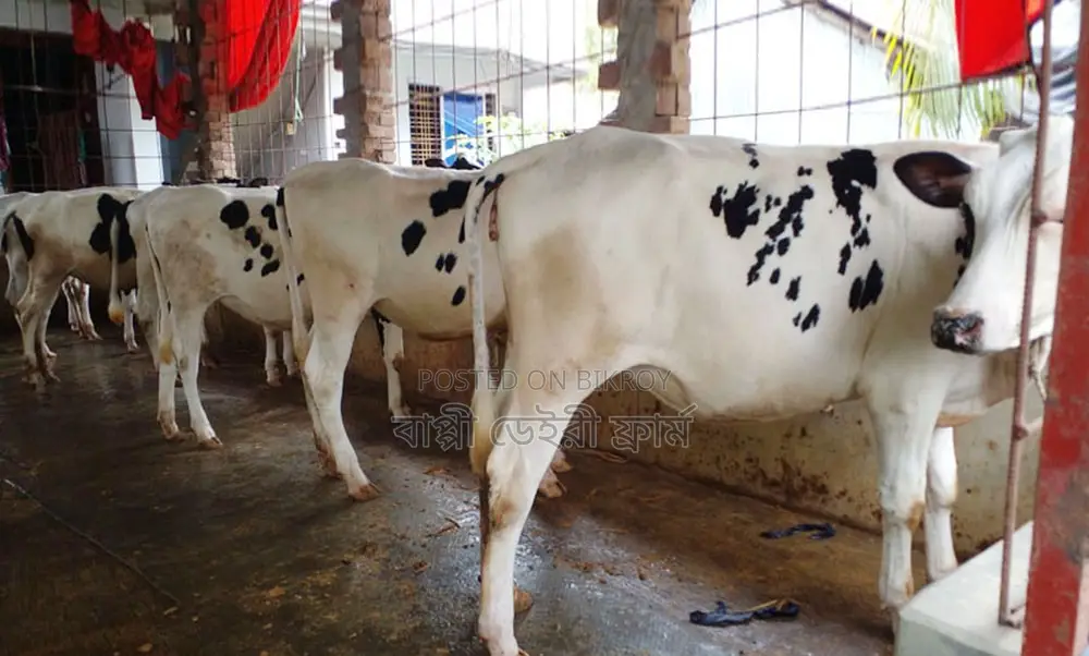 1555 good breed 5 heifers cows.