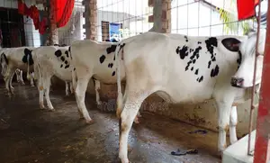 1555 good breed 5 heifers cows.