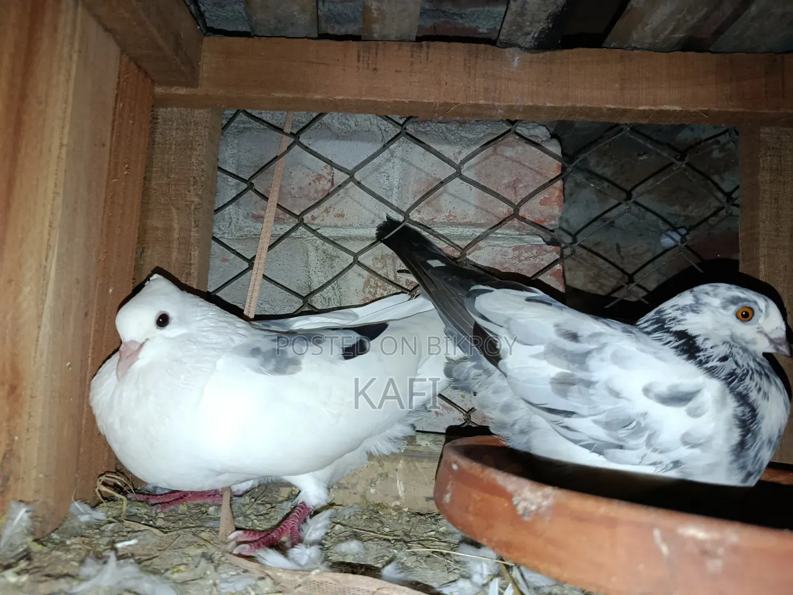 Some pigeons will be sold