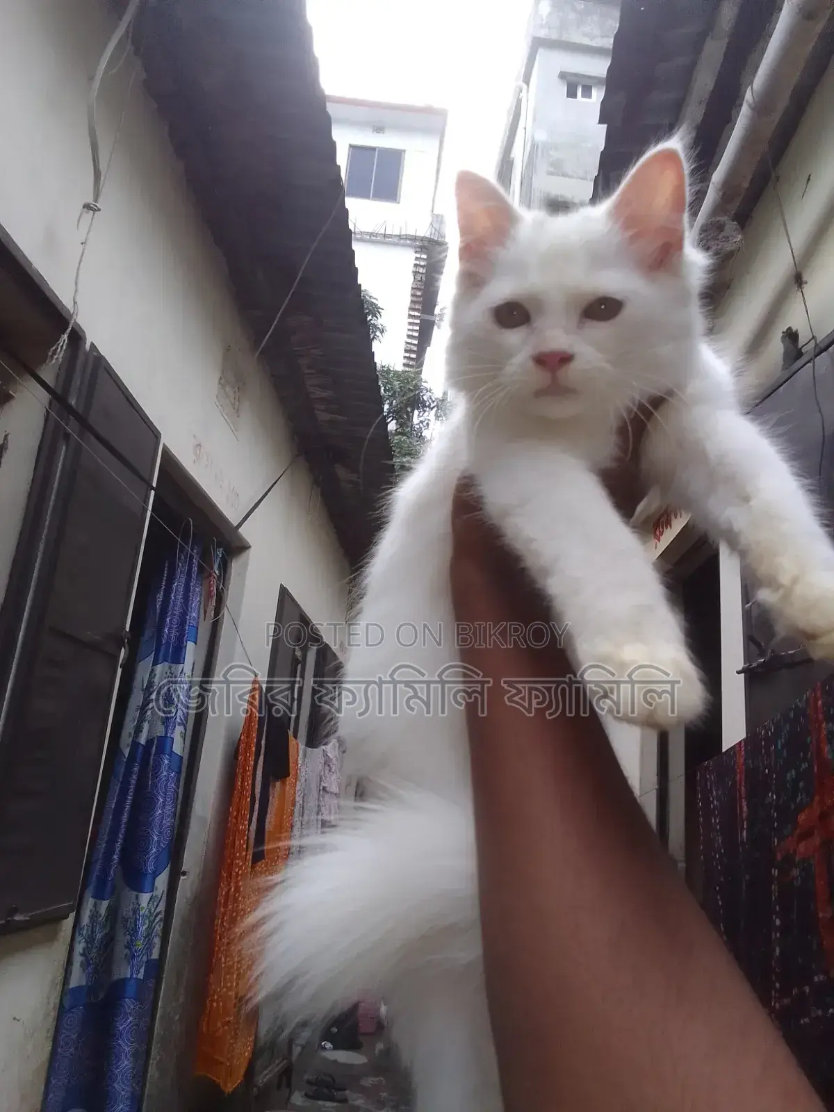 1-3 Months Male Mixed Breed Persian