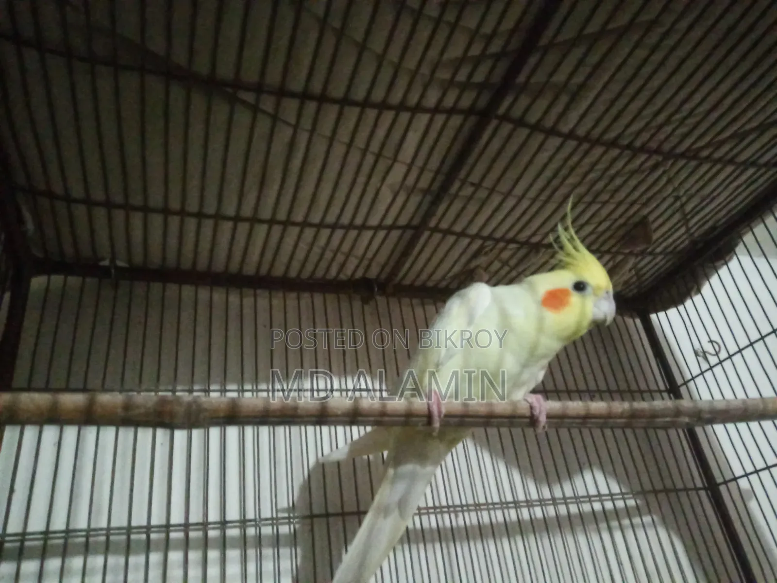 কোকাটেল পাখি
