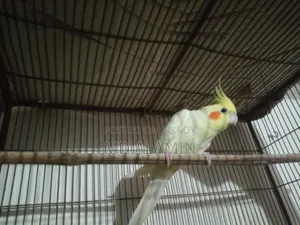কোকাটেল পাখি