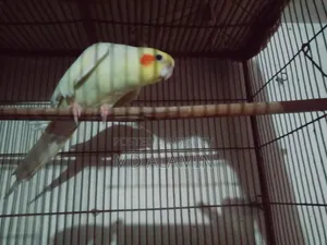 কোকাটেল পাখি