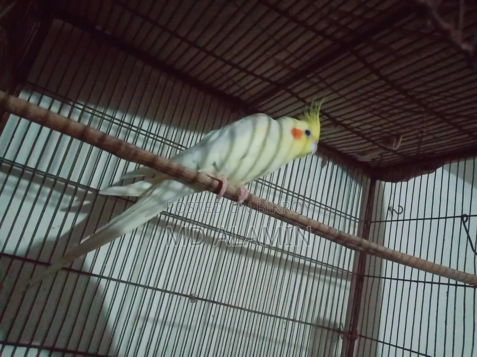 কোকাটেল পাখি