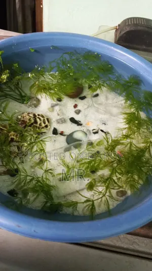 Aquarium Tub With All Kinds of Accessories