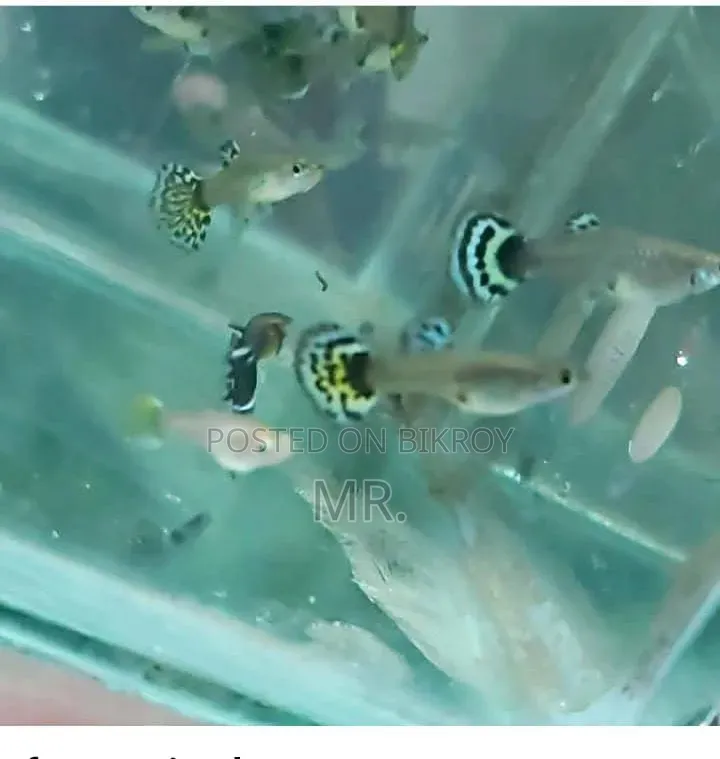 Wow Guppy Fish