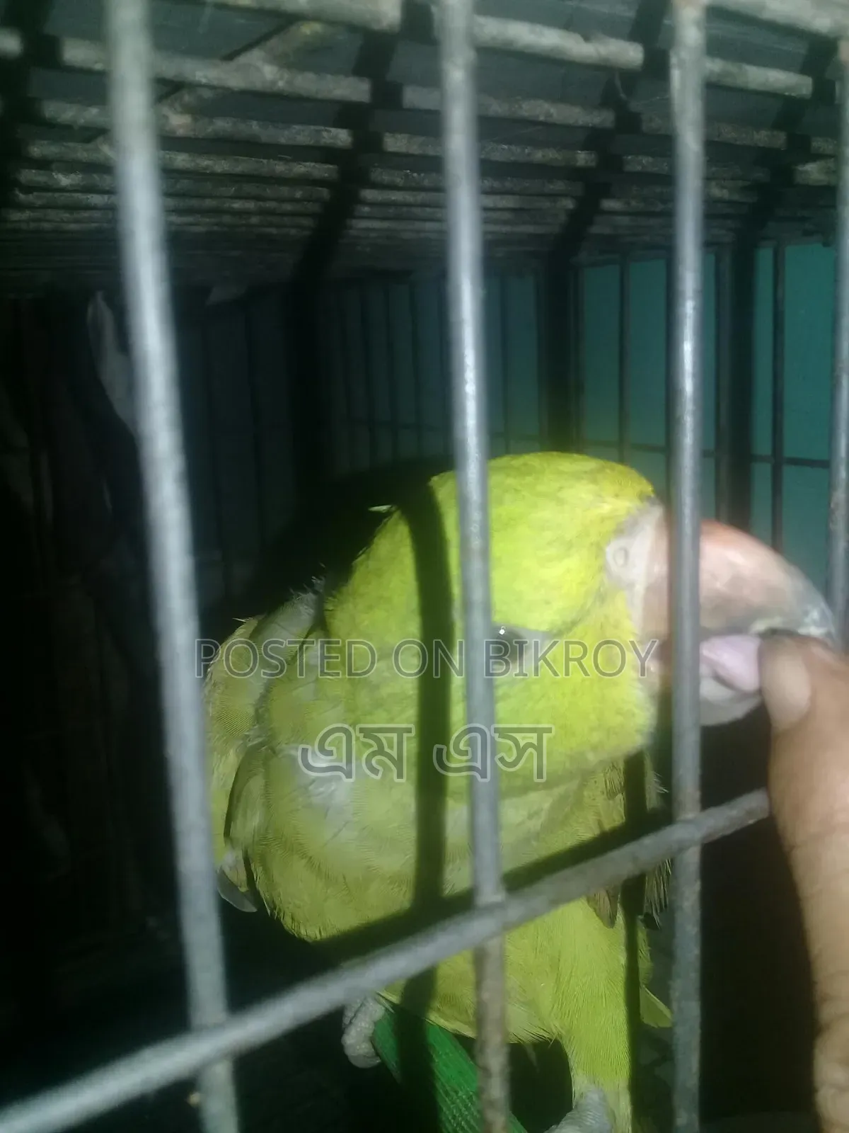 টিয়ার বাচ্ছা