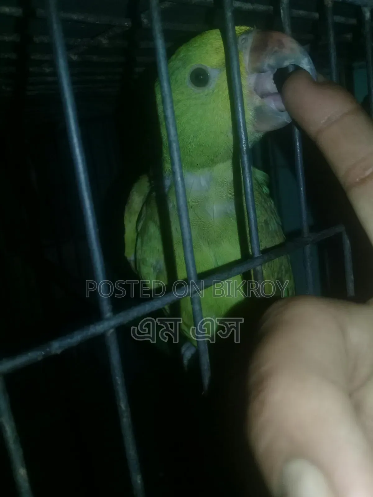 টিয়ার বাচ্ছা