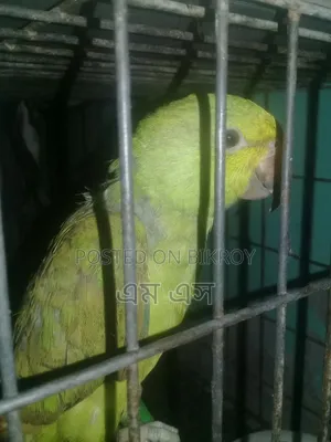 টিয়ার বাচ্ছা