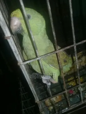 টিয়ার বাচ্ছা