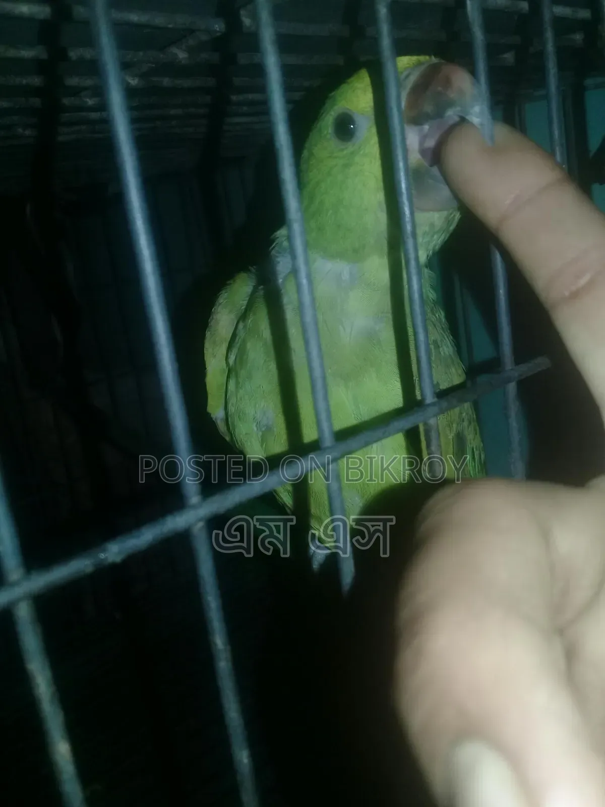 টিয়ার বাচ্ছা