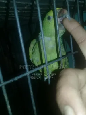 টিয়ার বাচ্ছা