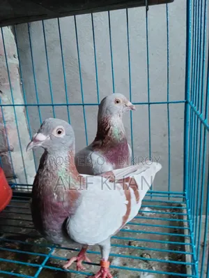 হাই ফ্লাইং মিলি রে স্যার