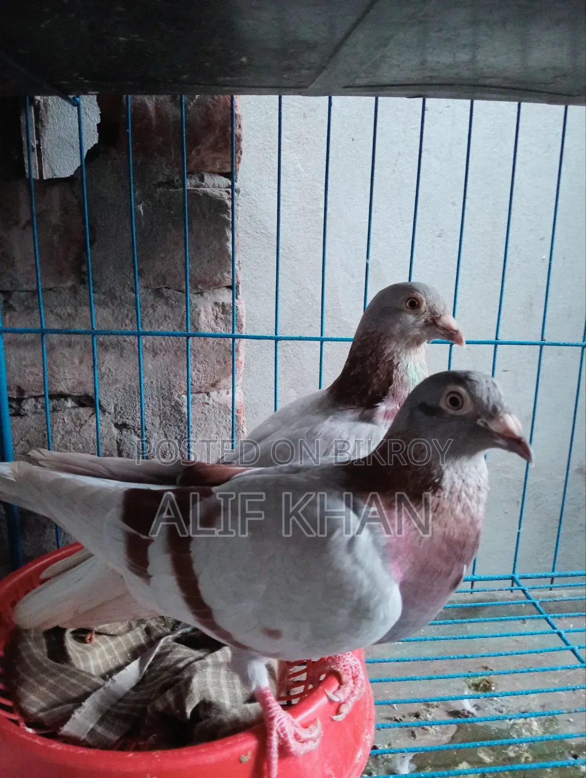 হাই ফ্লাইং মিলি রে স্যার