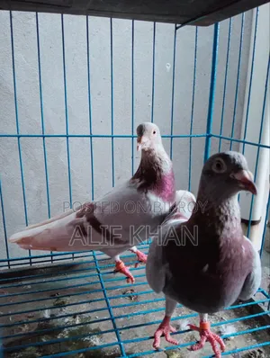 হাই ফ্লাইং মিলি রে স্যার