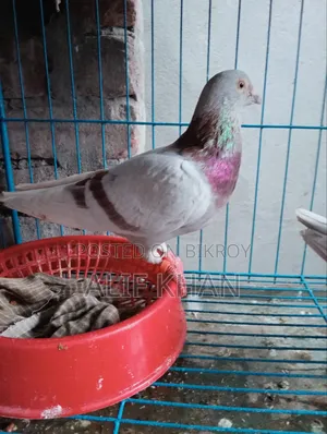 হাই ফ্লাইং মিলি রে স্যার