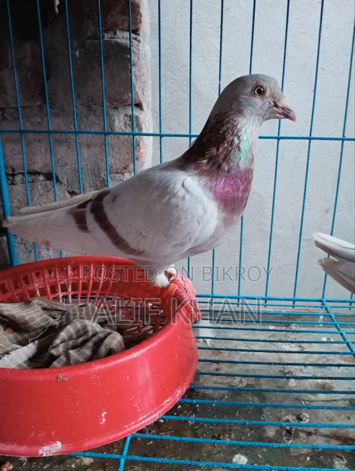 হাই ফ্লাইং মিলি রে স্যার