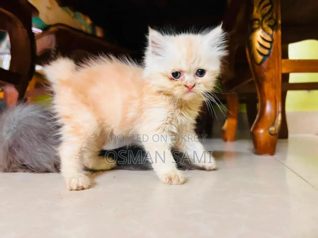 ১-৩ মাসের মেল পিউরব্রেড পার্সিয়ান
