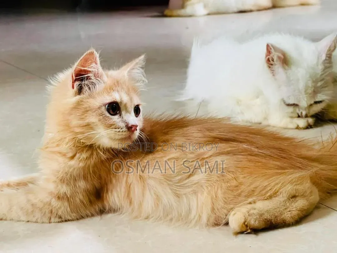 ১-৩ মাসের মেল পিউরব্রেড পার্সিয়ান