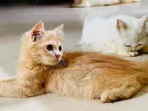 ১-৩ মাসের মেল পিউরব্রেড পার্সিয়ান