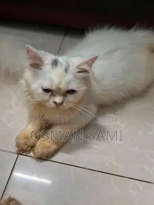 ১-৩ মাসের মেল পিউরব্রেড পার্সিয়ান