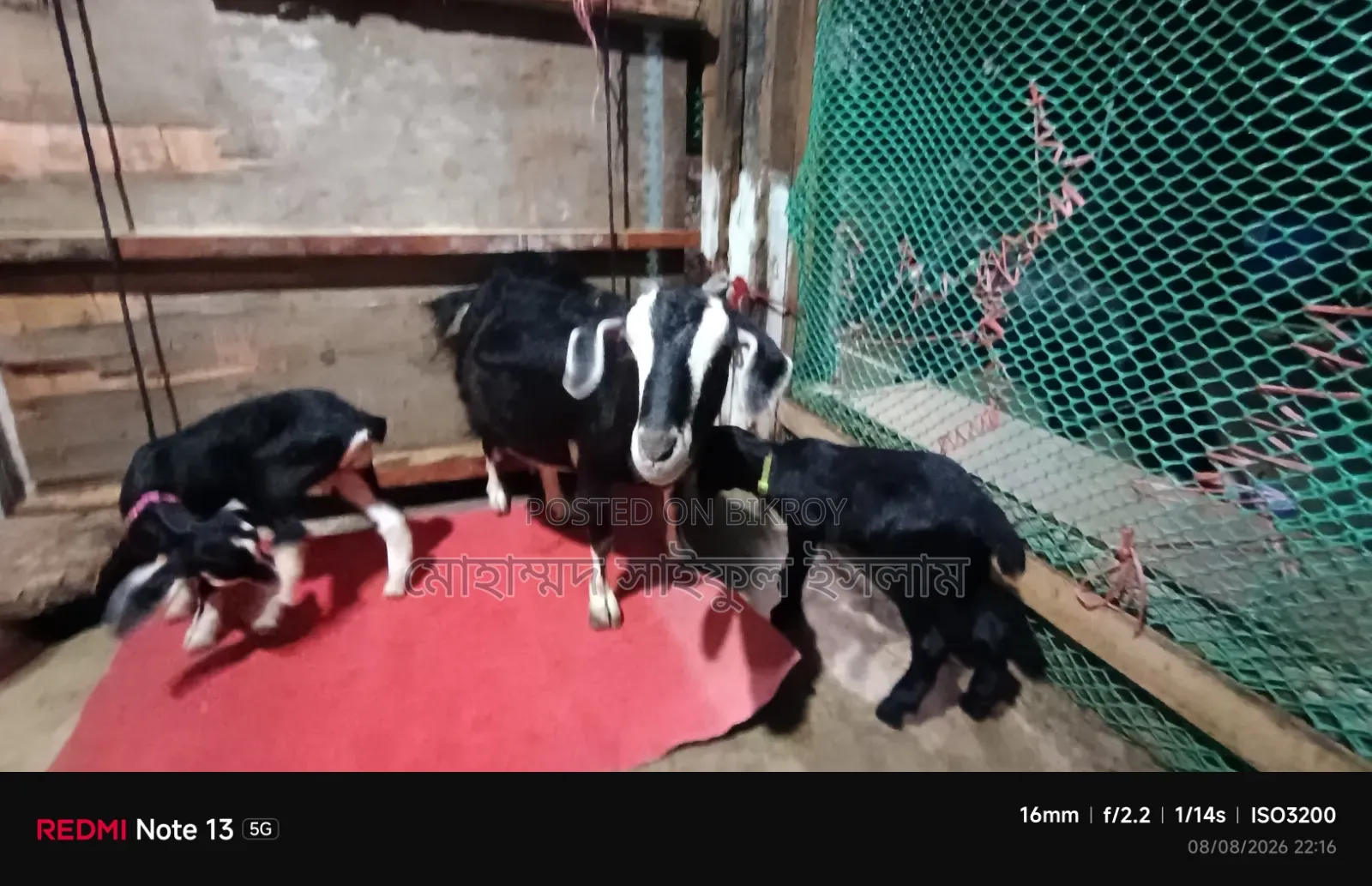 ব্ল্যাক বেঙ্গল জাতের ছাগল