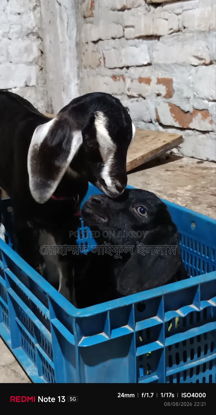 ব্ল্যাক বেঙ্গল জাতের ছাগল