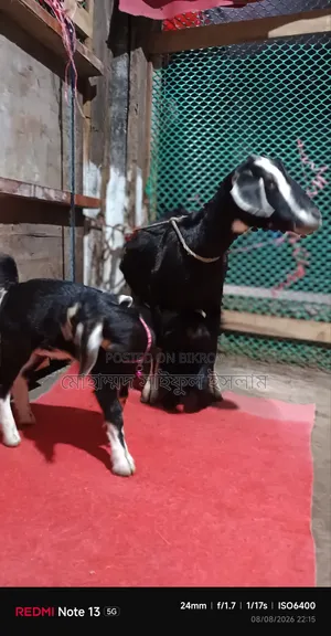 ব্ল্যাক বেঙ্গল জাতের ছাগল