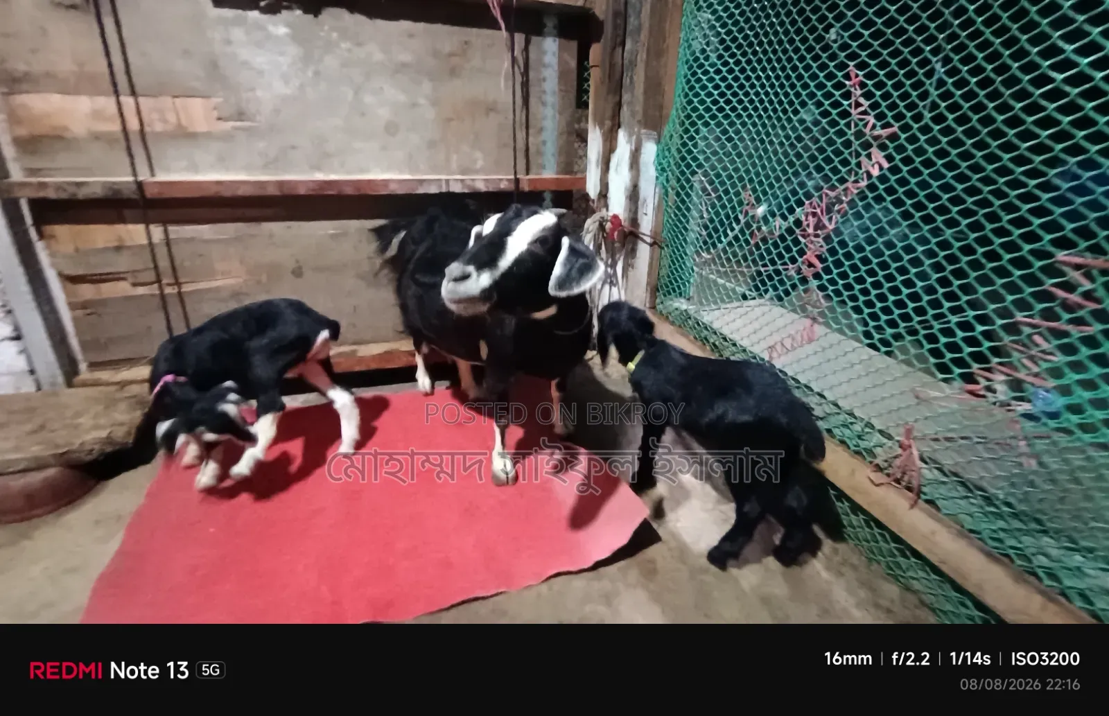 ব্ল্যাক বেঙ্গল জাতের ছাগল