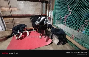 ব্ল্যাক বেঙ্গল জাতের ছাগল