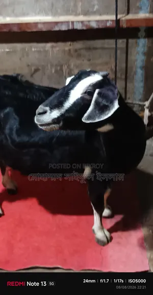 ব্ল্যাক বেঙ্গল জাতের ছাগল