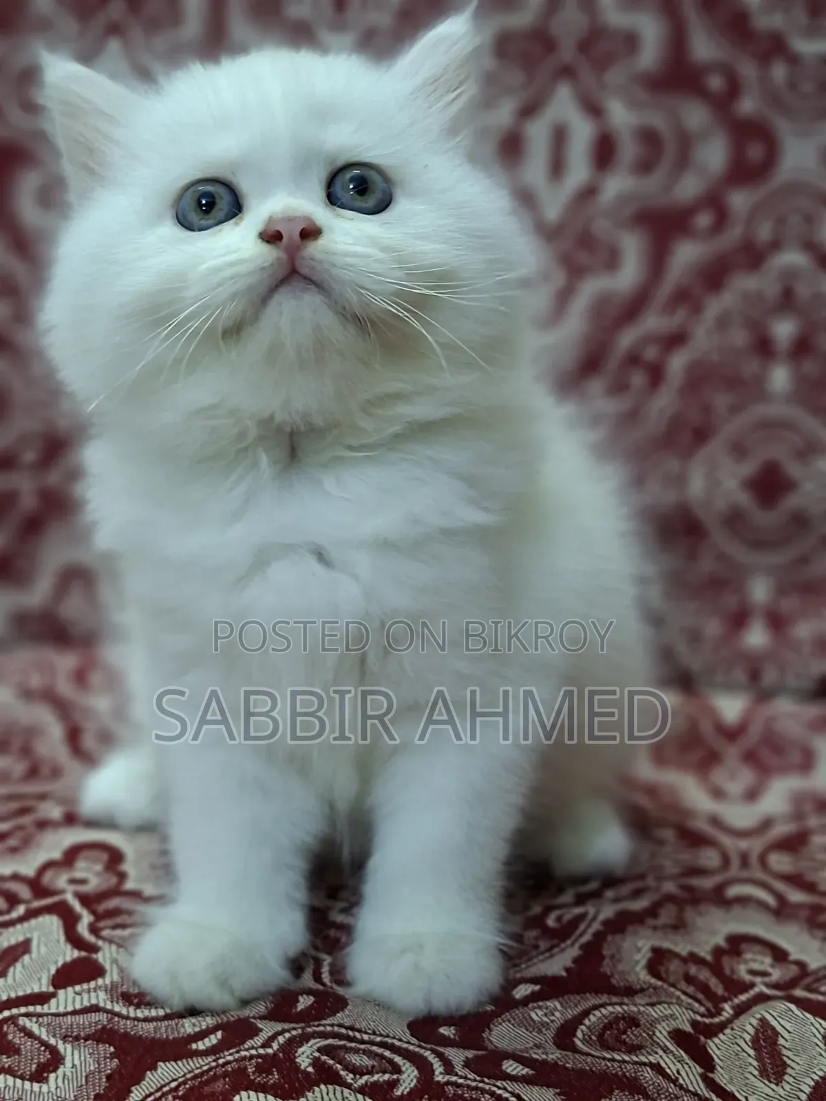 1-3 Months Female Mixed Breed Persian