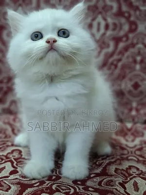 1-3 Months Female Mixed Breed Persian
