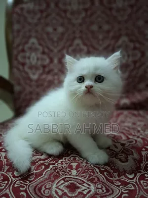 1-3 Months Female Mixed Breed Persian