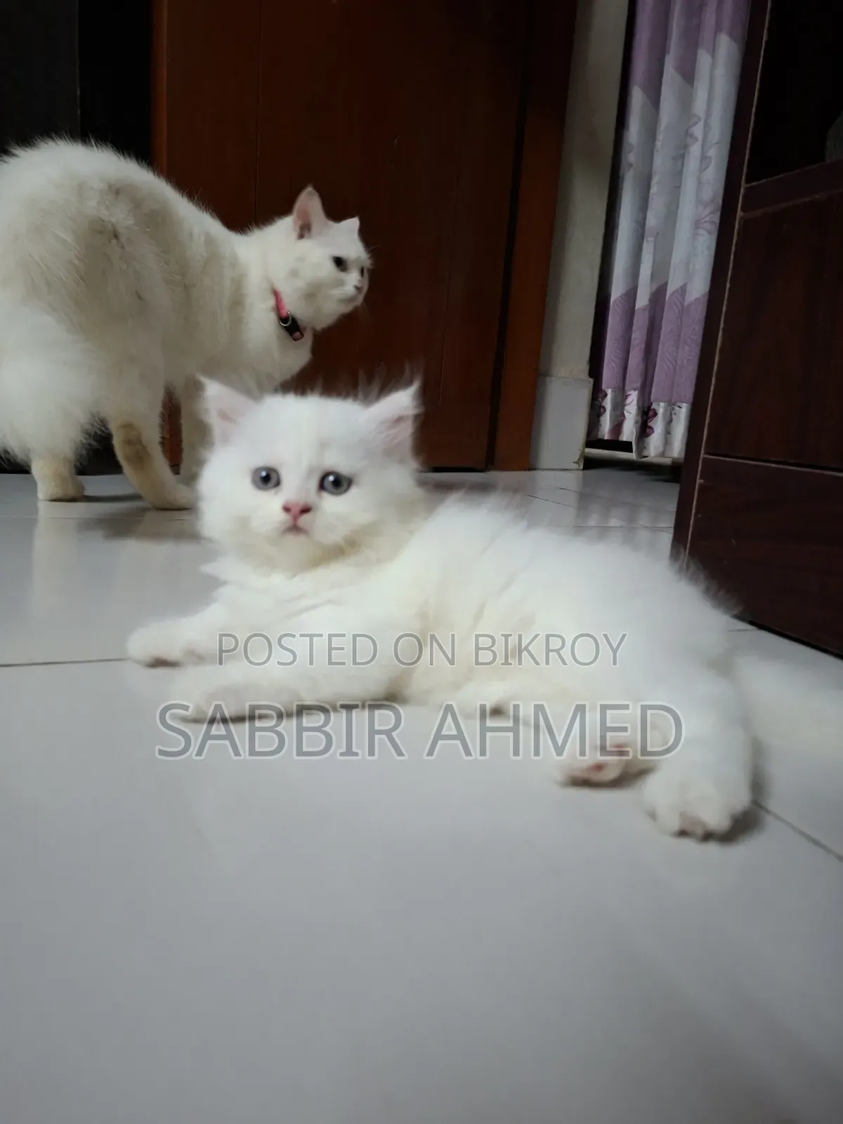 1-3 Months Female Mixed Breed Persian