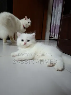 1-3 Months Female Mixed Breed Persian