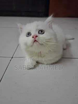 1-3 Months Female Mixed Breed Persian