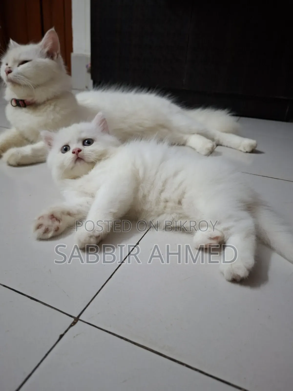 1-3 Months Female Mixed Breed Persian