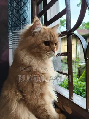 ১+ বছরের পুরুষ খাঁটি পার্সিয়ান