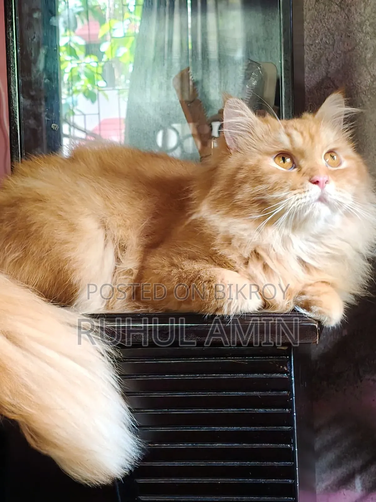 ১+ বছরের পুরুষ খাঁটি পার্সিয়ান