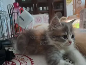 ১-৩ মাস বয়সী স্ত্রী বিশুদ্ধ জাতের পারশিয়ান