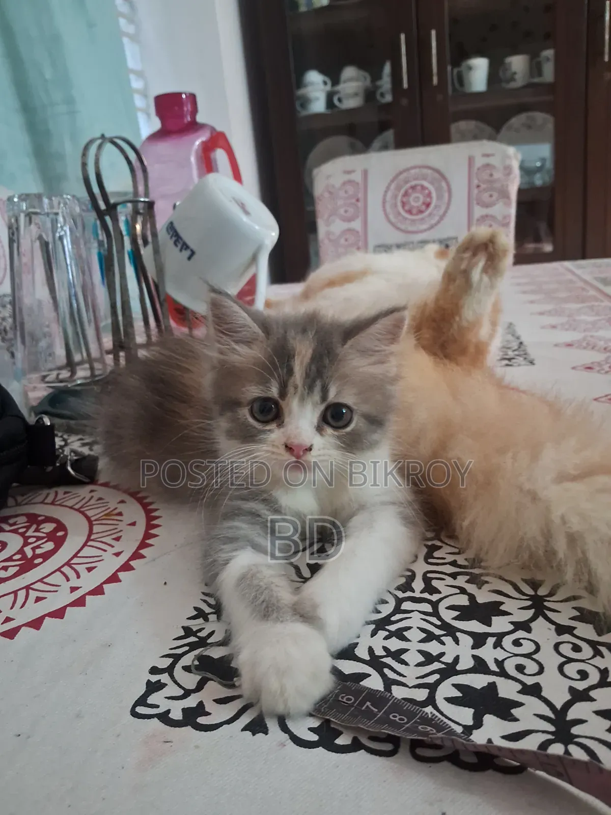 ১-৩ মাস বয়সী স্ত্রী বিশুদ্ধ জাতের পারশিয়ান