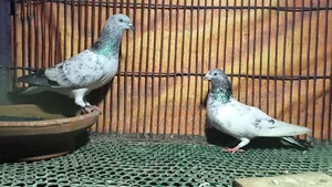 সিলভার লাইন পায়রা রানিং জোড়া