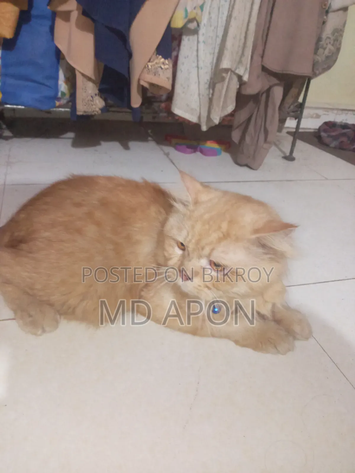 ৬-১২ মাসের পুরুষ খাঁটি পার্সিয়ান বিড়াল