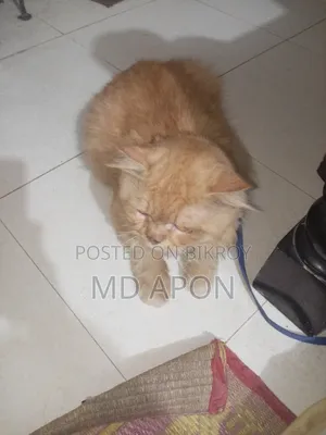 ৬-১২ মাসের পুরুষ খাঁটি পার্সিয়ান বিড়াল