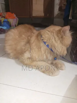 ৬-১২ মাসের পুরুষ খাঁটি পার্সিয়ান বিড়াল