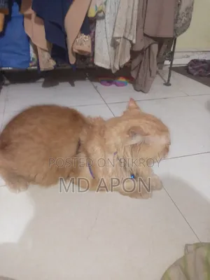 ৬-১২ মাসের পুরুষ খাঁটি পার্সিয়ান বিড়াল